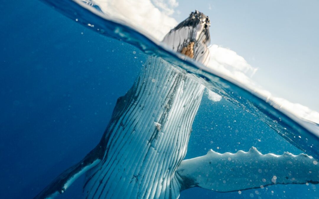 Experience Whale Watching on the Gold Coast