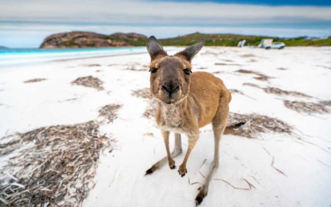 3 Things You Can Do on Australia Day