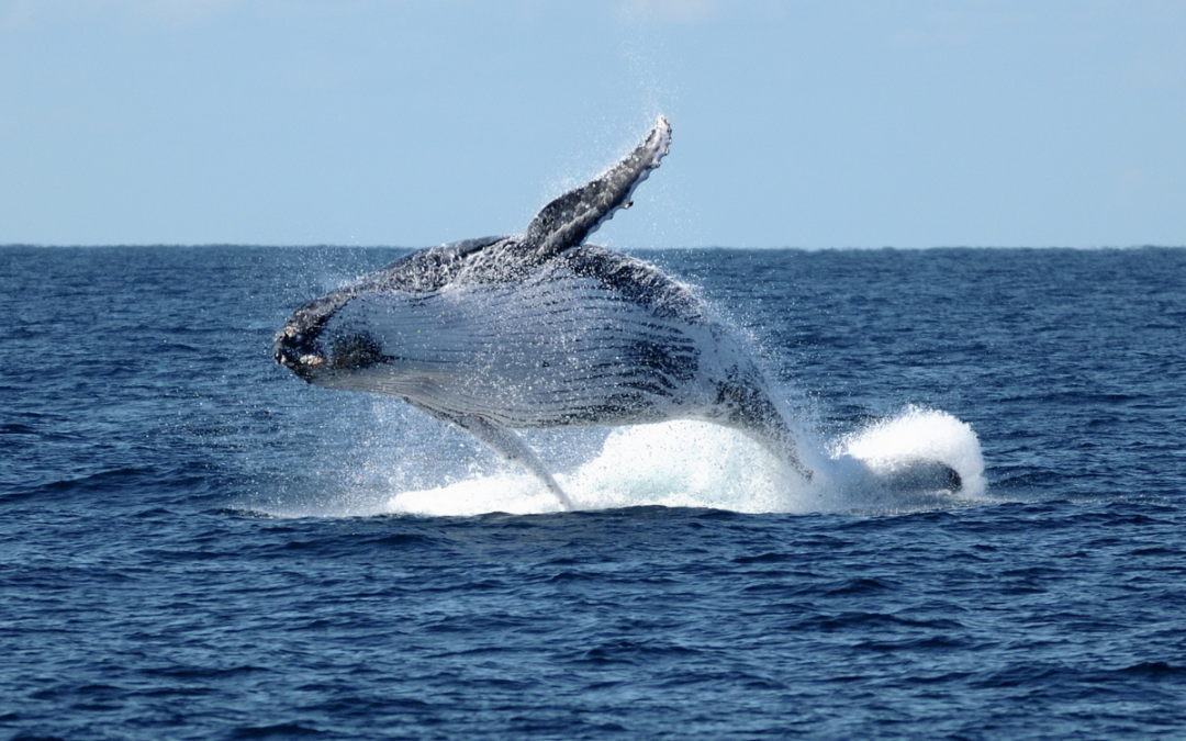 The Ultimate Guide to Whale Watching and Other Fun Family Activities on Main Beach Gold Coast